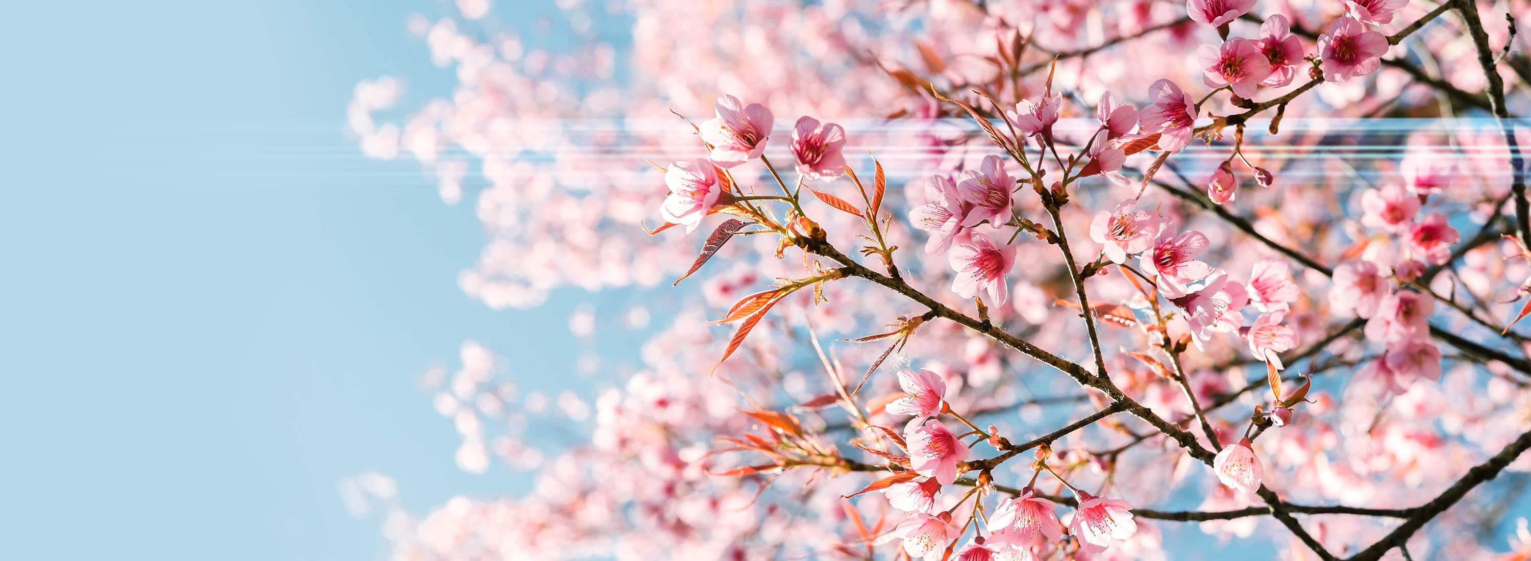 Descargar Caso de Estudio de Cath Kidston Japón de SEKO