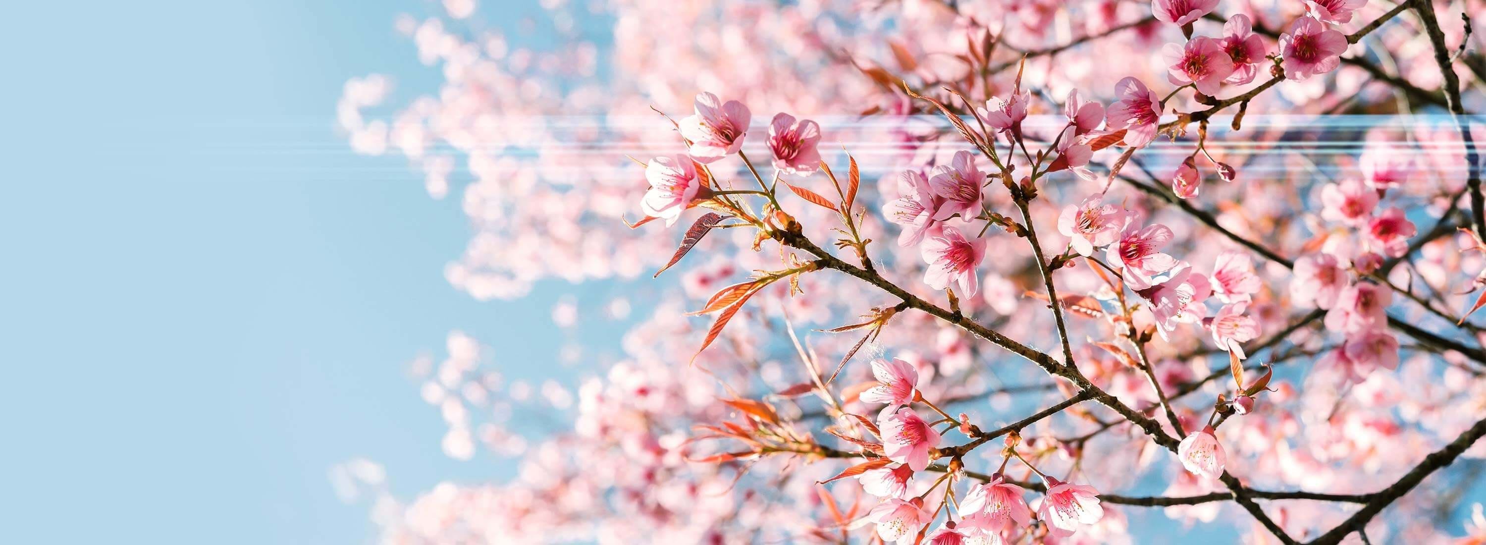 Descargar Caso de Estudio de Cath Kidston Japón de SEKO